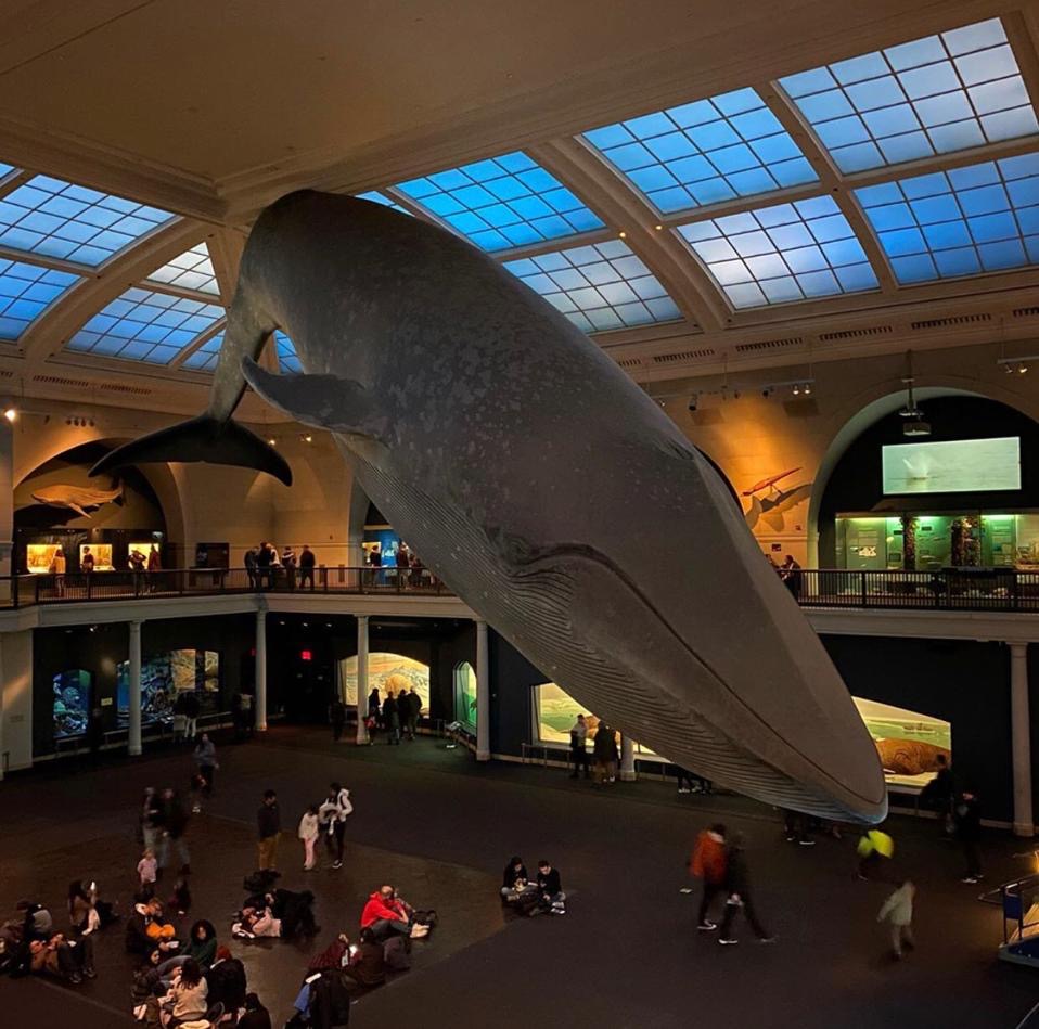 Museum of Natural History, 10 must visit museums in Manhattan