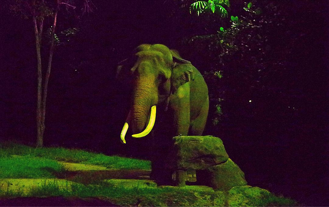 Things to know about Night Safari Singapore